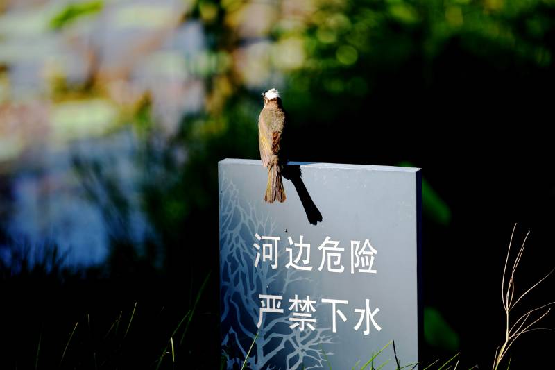 公园里的白头翁鸟伫立在警示牌上图片