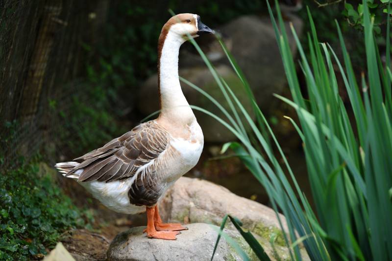 鹅立石上 绿植环绕图片