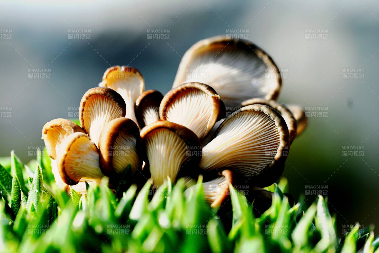 微距镜头里的黑平菇群图片
