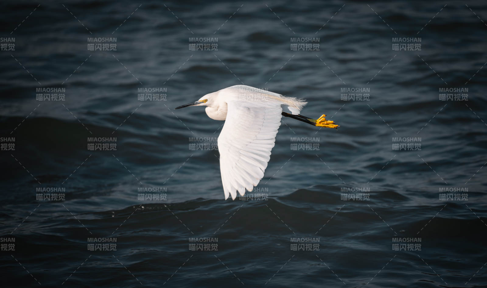 白鹭飞翔于水面图片