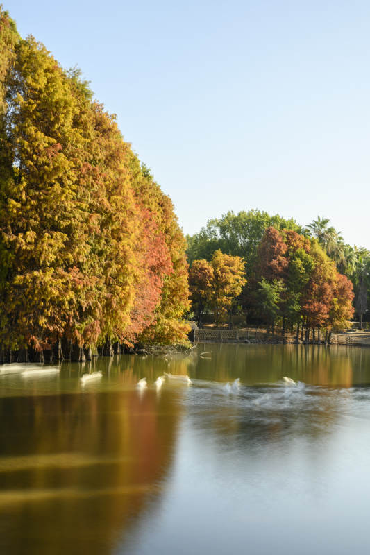 秋湖映彩林图片