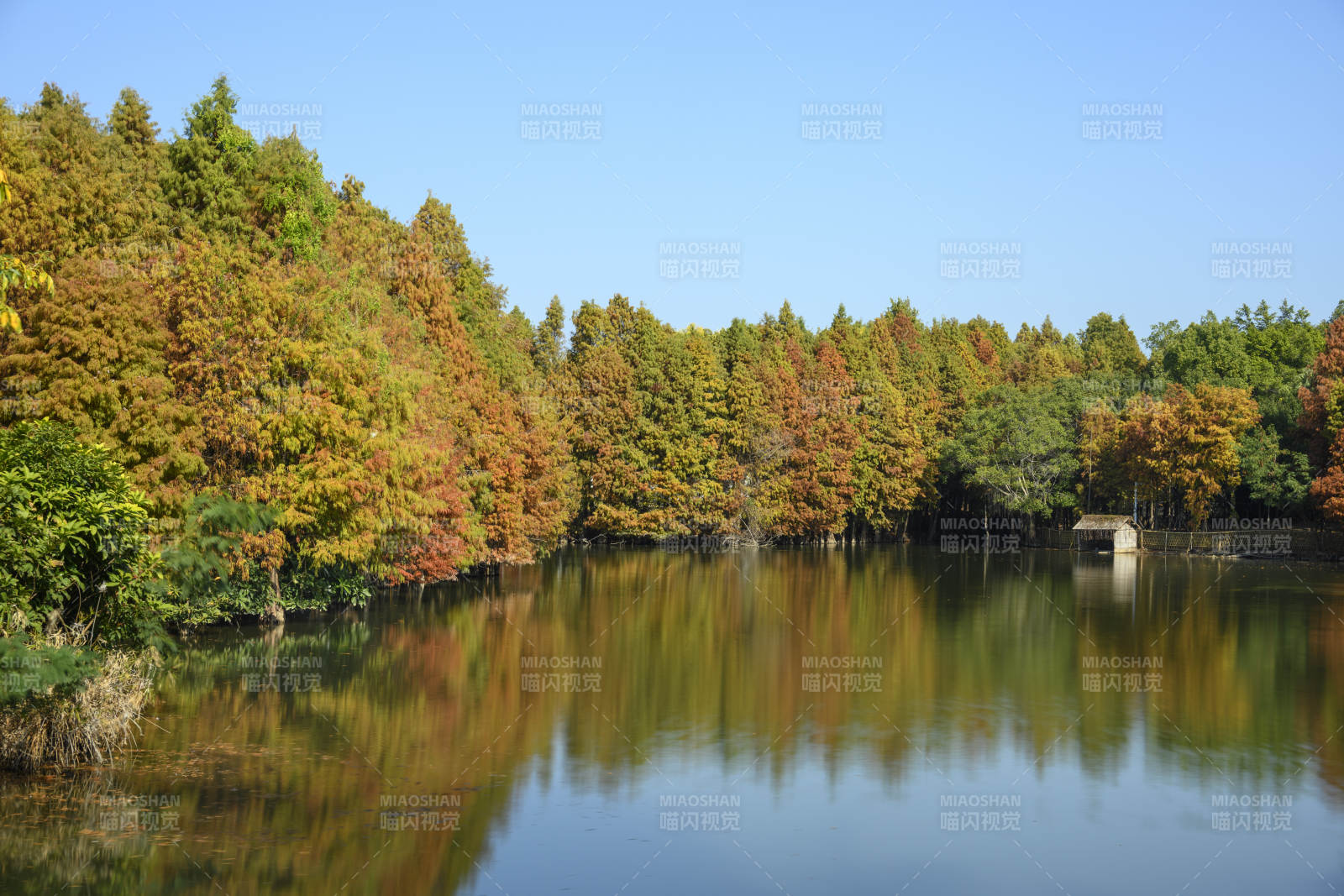 落羽杉湖边倒影美景图片