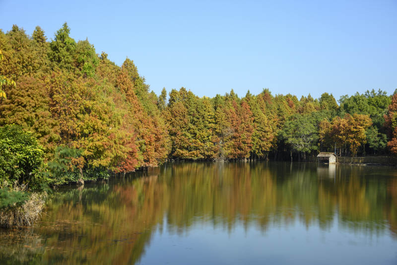 落羽杉湖边倒影美景图片
