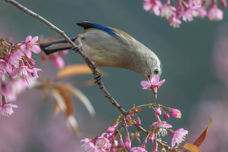 樱花枝头上的蓝翅希鹛鸟图片