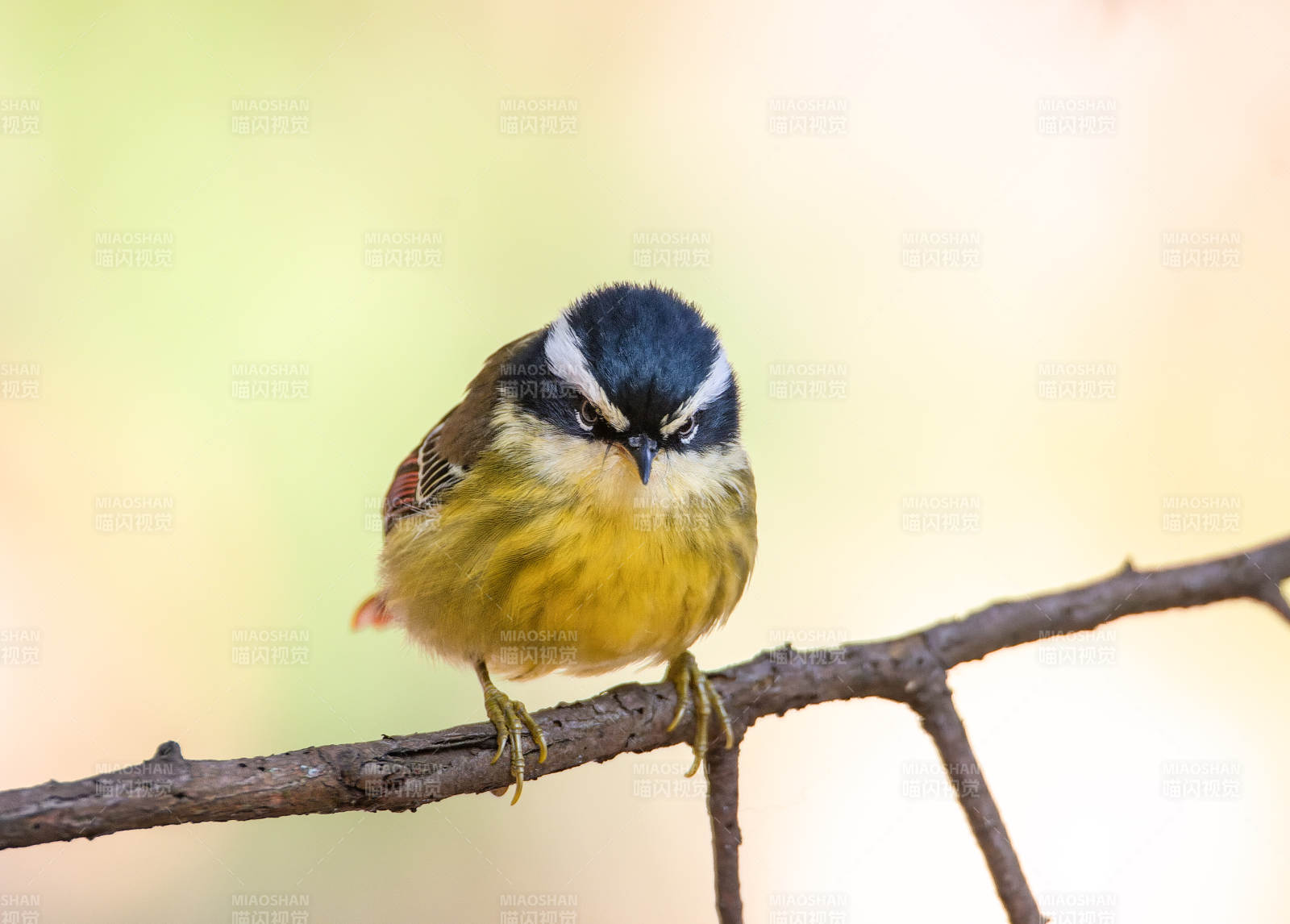 火尾希鹛栖息枝头 静观自然图片