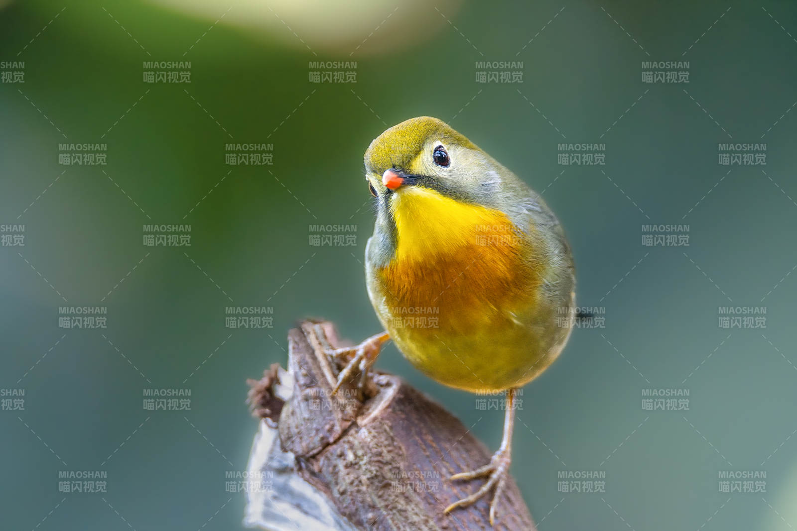 红嘴相思鸟栖息枝头图片