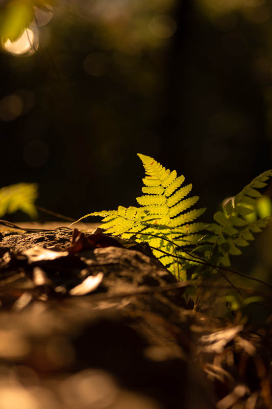 光影中的蕨叶图片