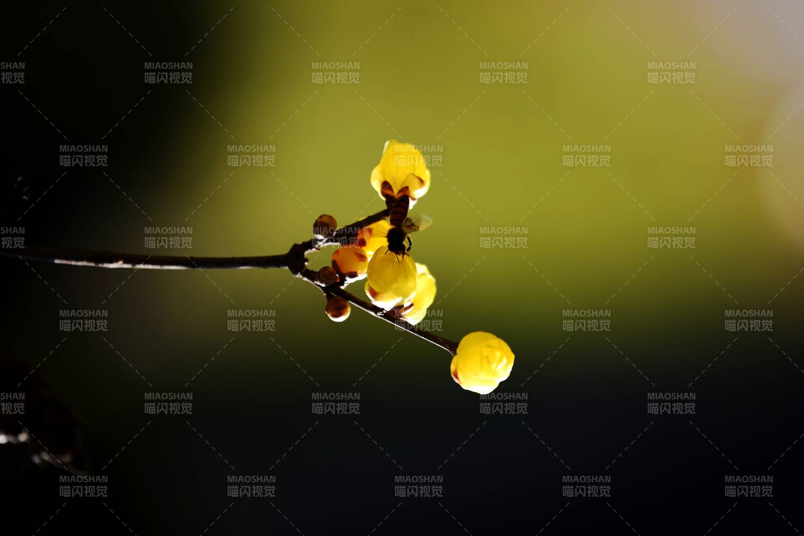 金花绽放枝头图片