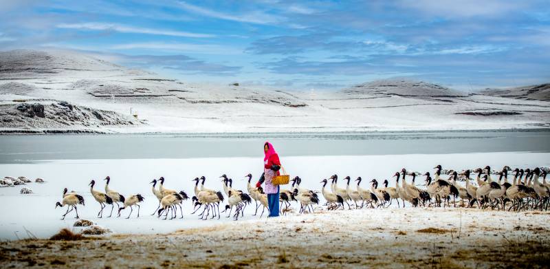 云南大山包上的鹤与人相伴图片