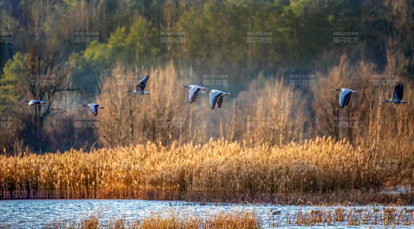 飞鸟掠过芦苇丛图片