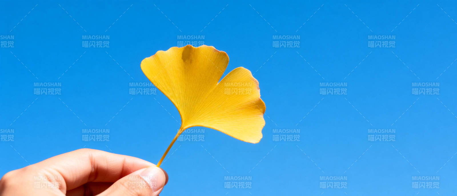 秋叶映蓝天图片