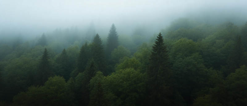 雾锁林海图片