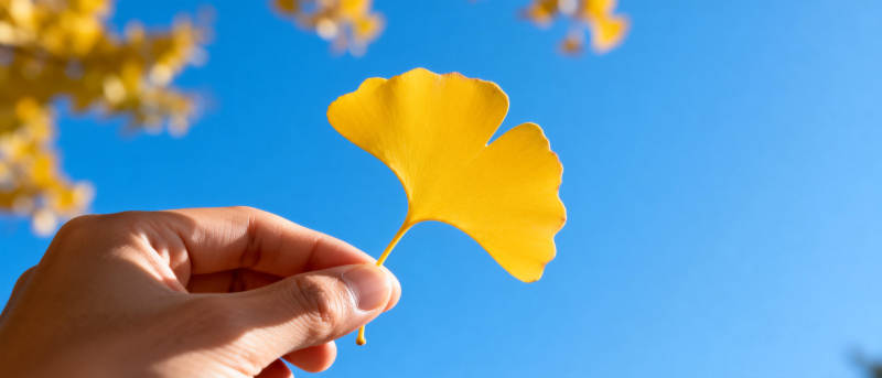 秋叶映蓝天图片