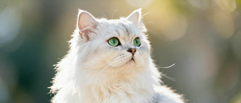 白猫凝视远方图片