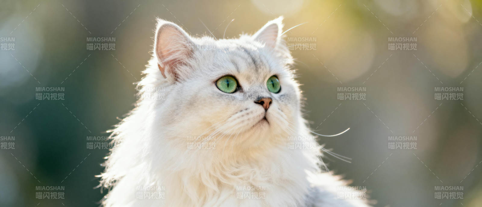 白猫凝视远方图片