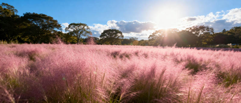 粉红草海映夕阳图片