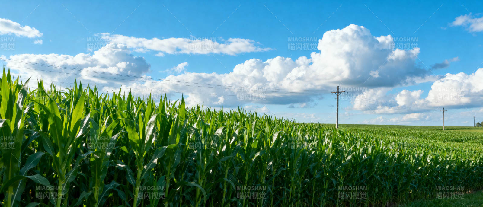 玉米田风光图片