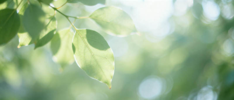 绿叶轻舞 光影斑驳图片