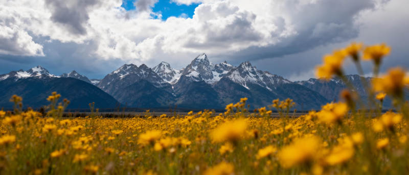 雪山花海 春意盎然图片