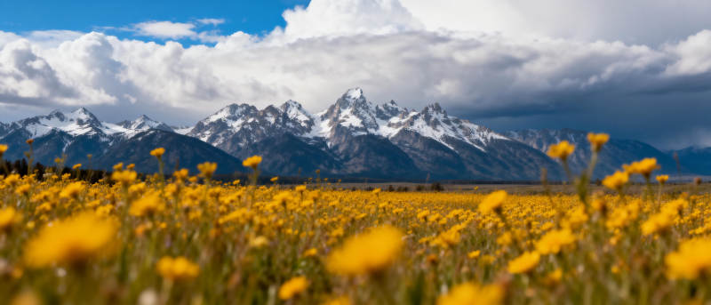 雪山下的金花海图片