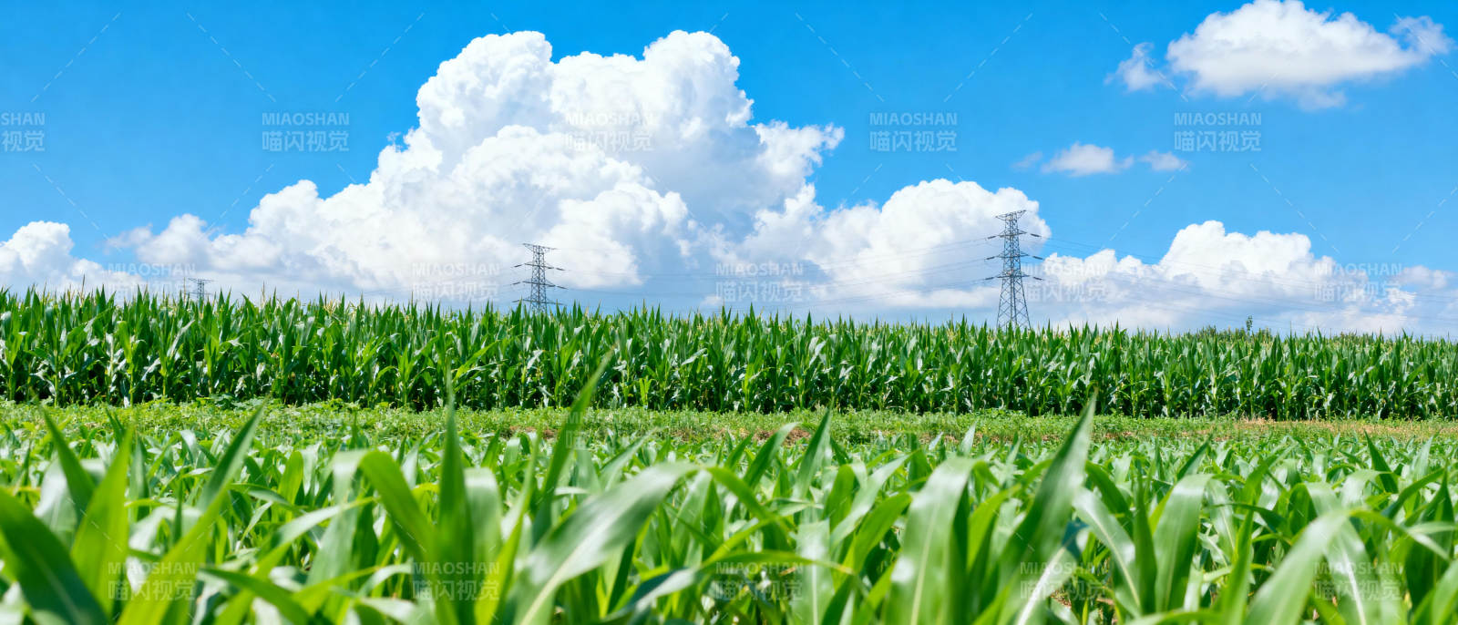 绿野蓝天玉米田图片