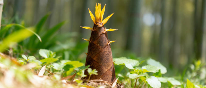 竹笋破土而出图片