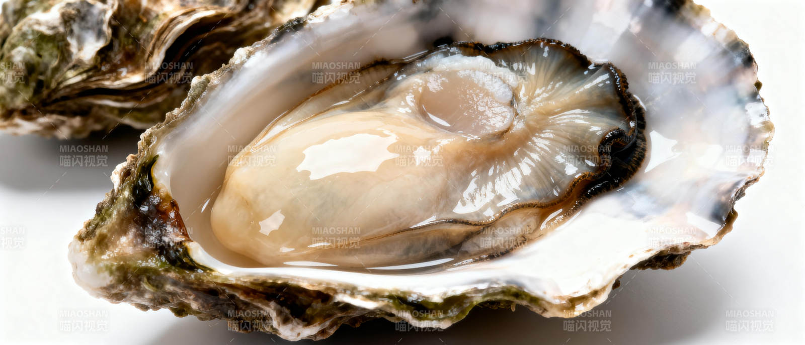 新鲜生蚝特写图片