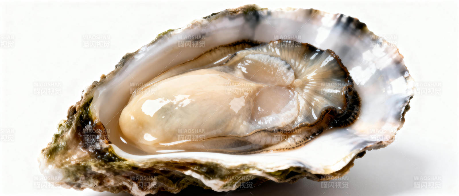 新鲜生蚝特写图片