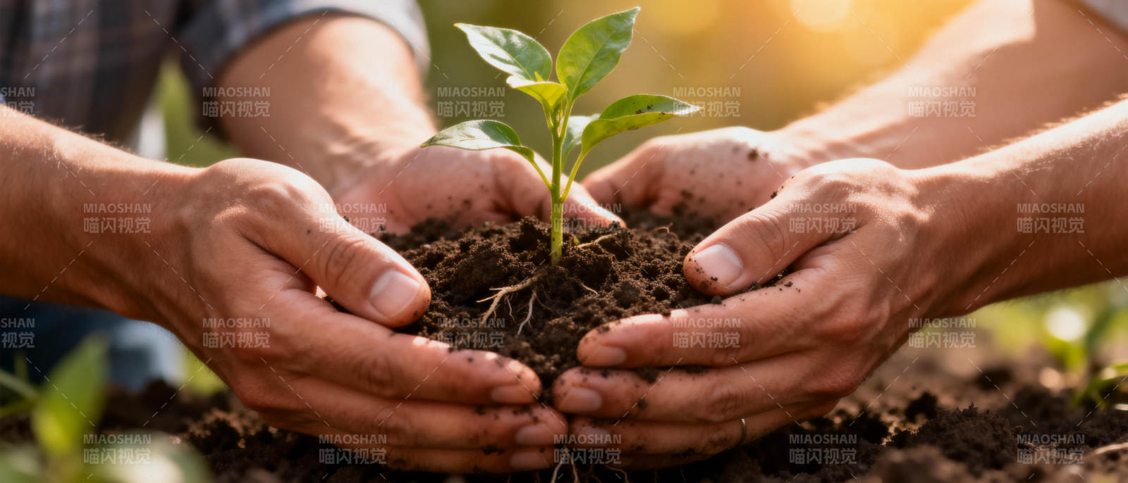 双手呵护幼苗图片