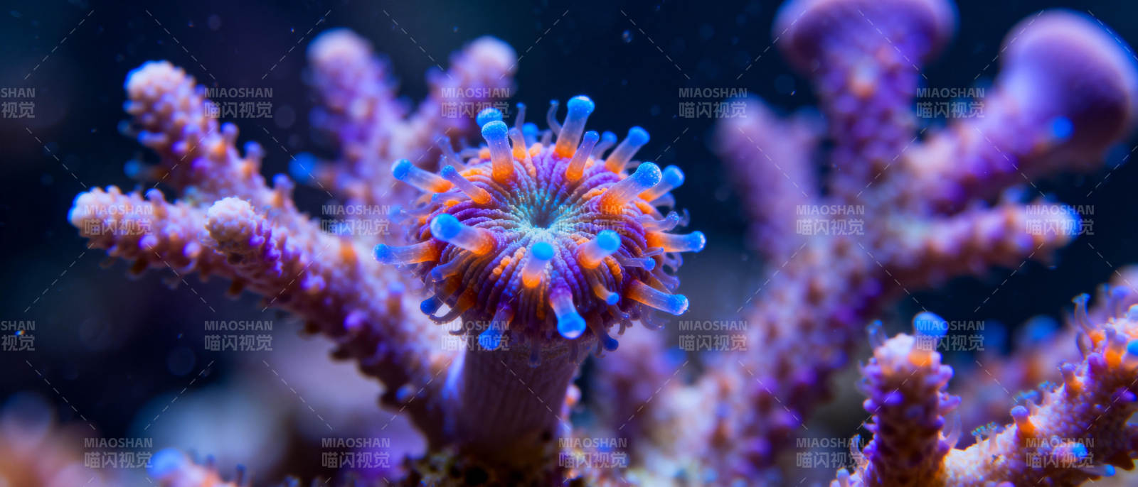 珊瑚花绽放图片