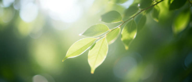 绿叶映光图片