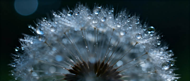露珠点缀的蒲公英图片