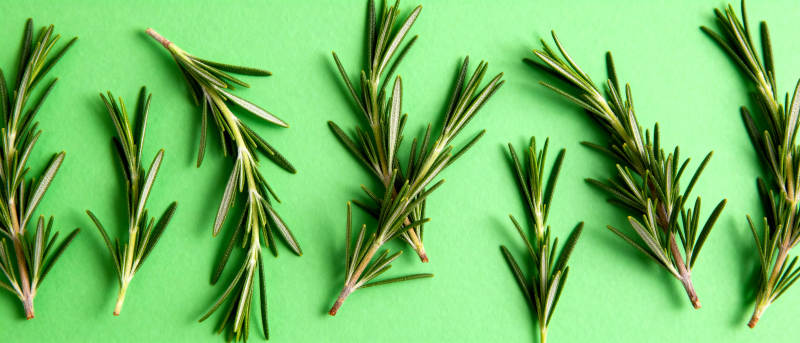 迷迭香绿意盎然图片