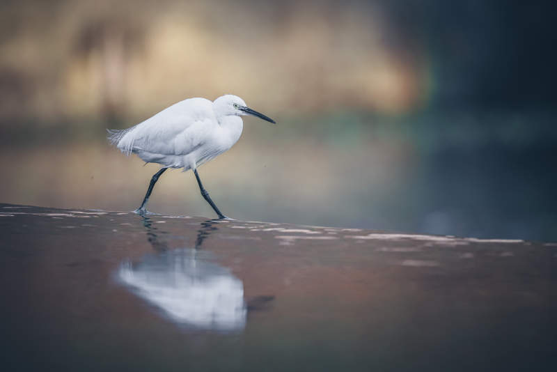 白鹭行水边图片