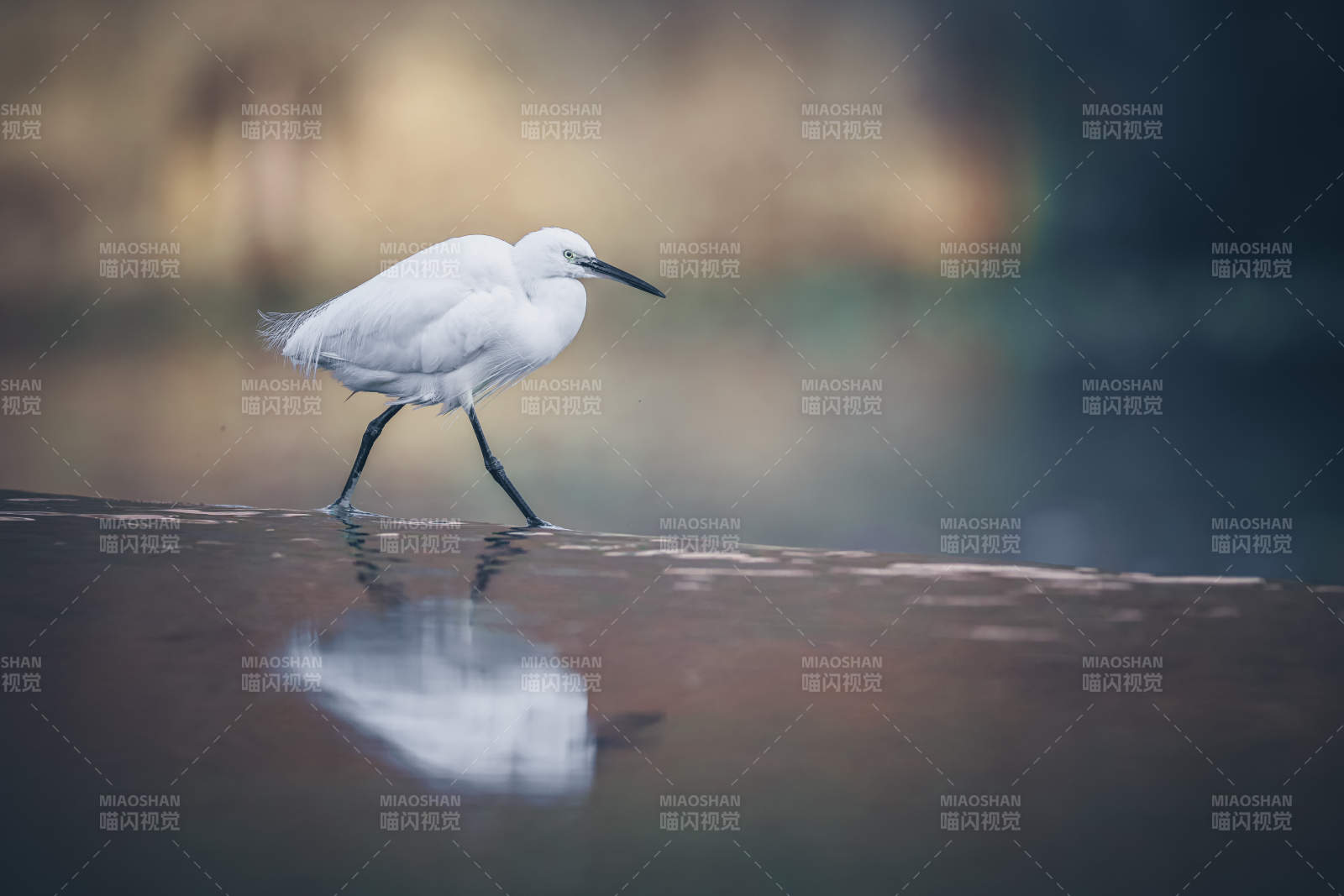 白鹭行水边图片