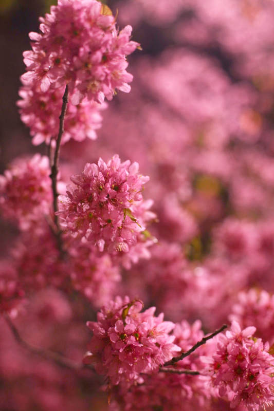 云南冬樱花绽放图片