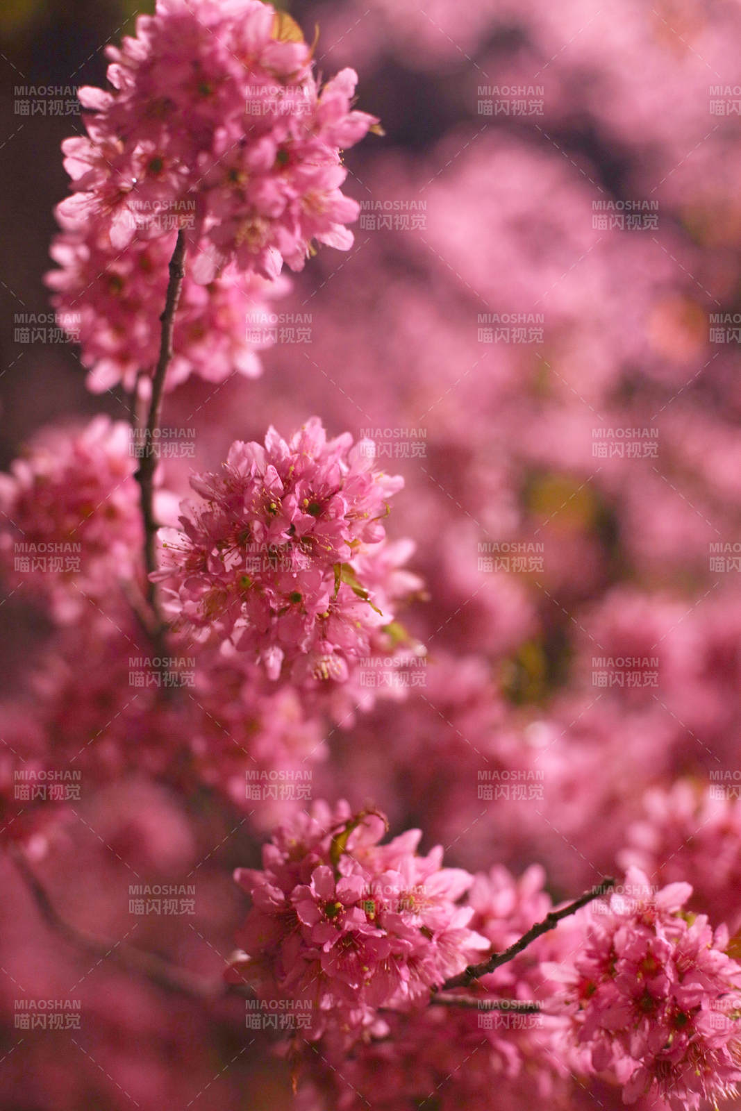 云南冬樱花绽放图片