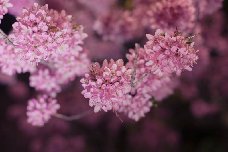 云南冬樱花绽放图片