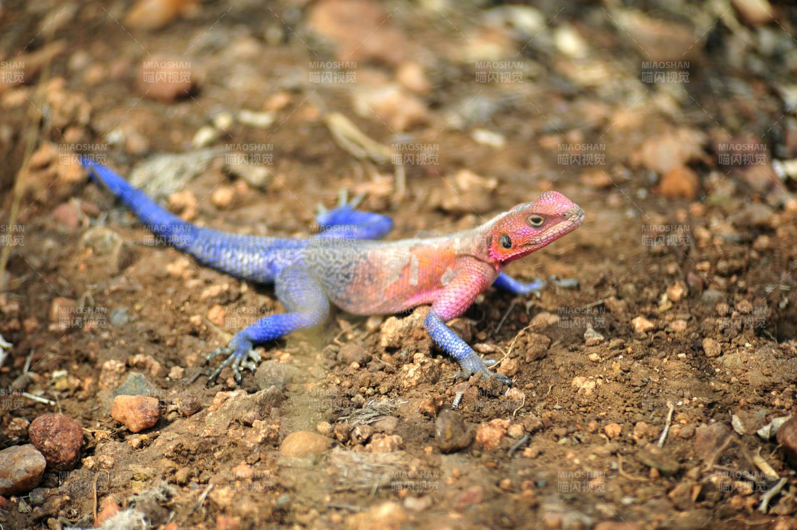 色彩斑斓的蜥蜴图片