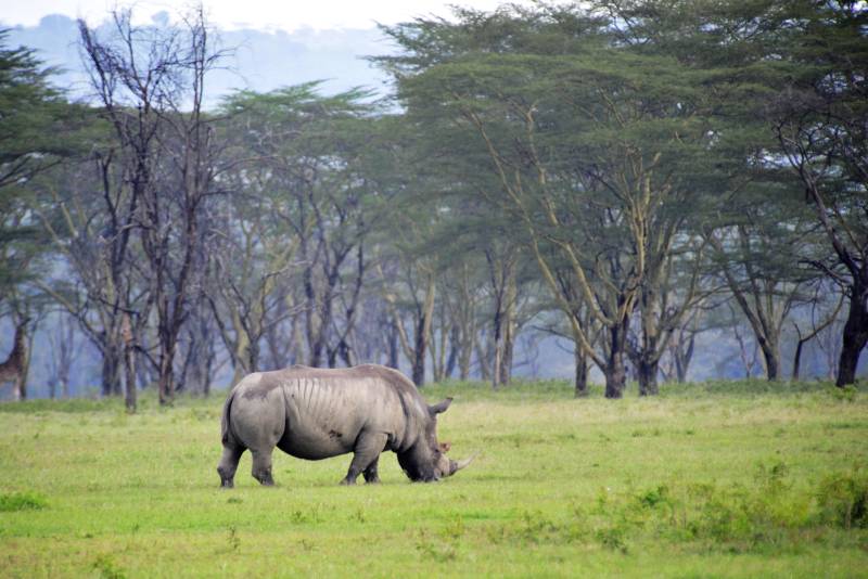 草原上的犀牛图片