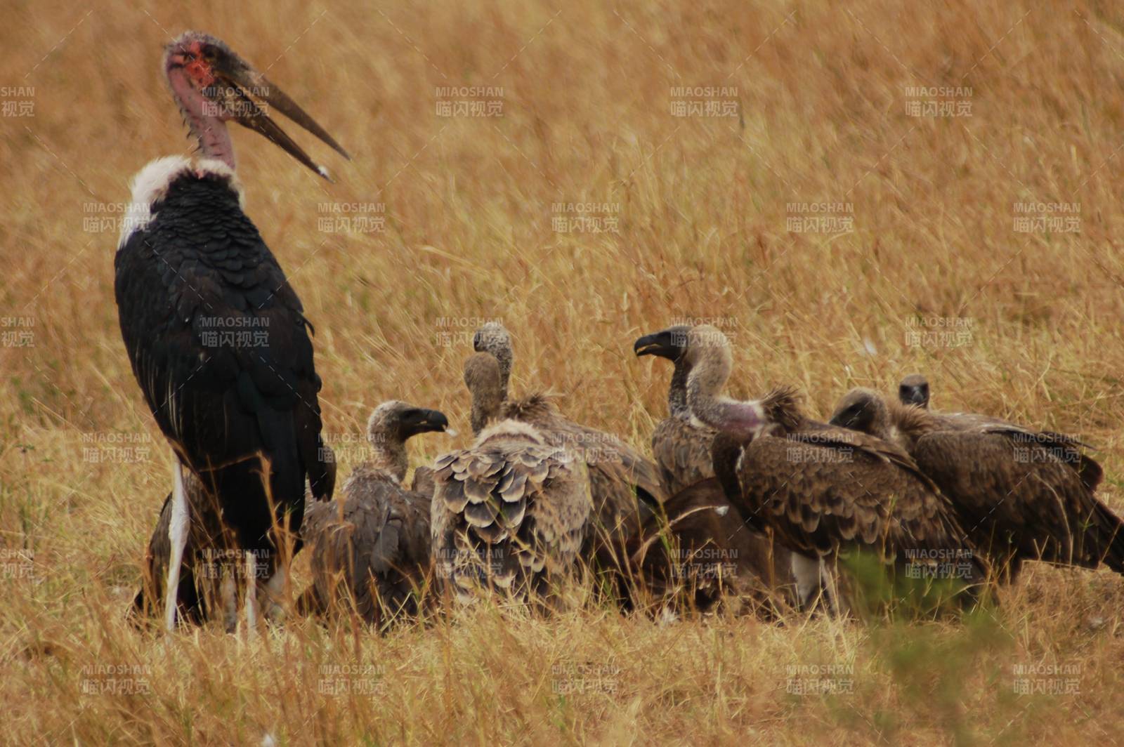 秃鹫群栖息草原图片