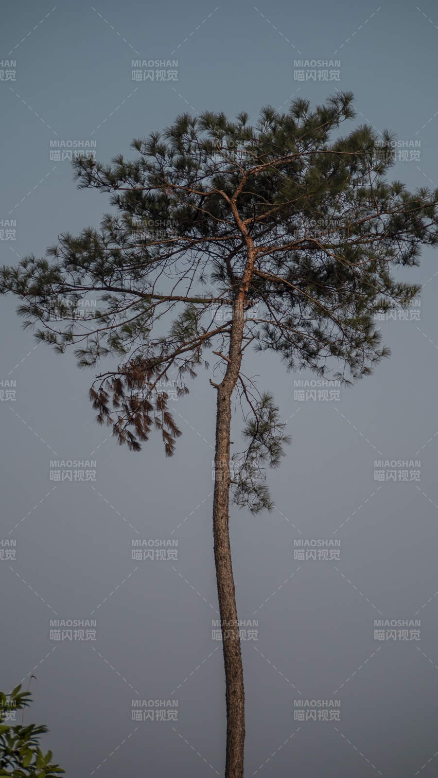 孤松挺立天际图片