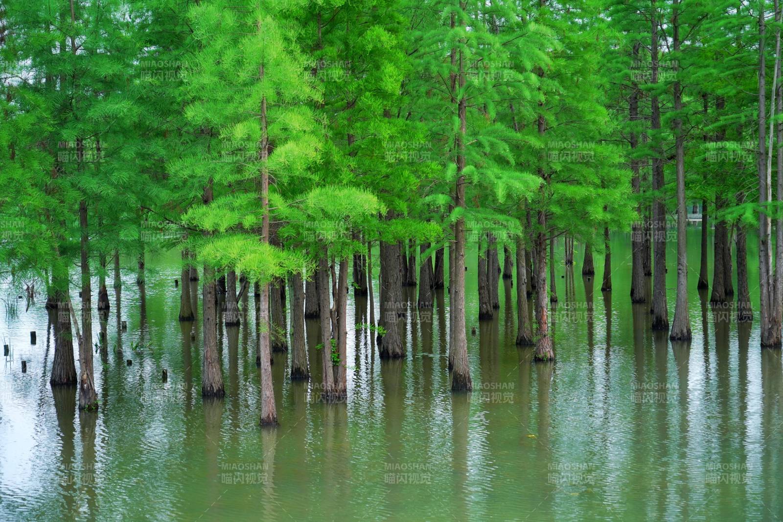 三圣乡水杉林静谧倒影图片