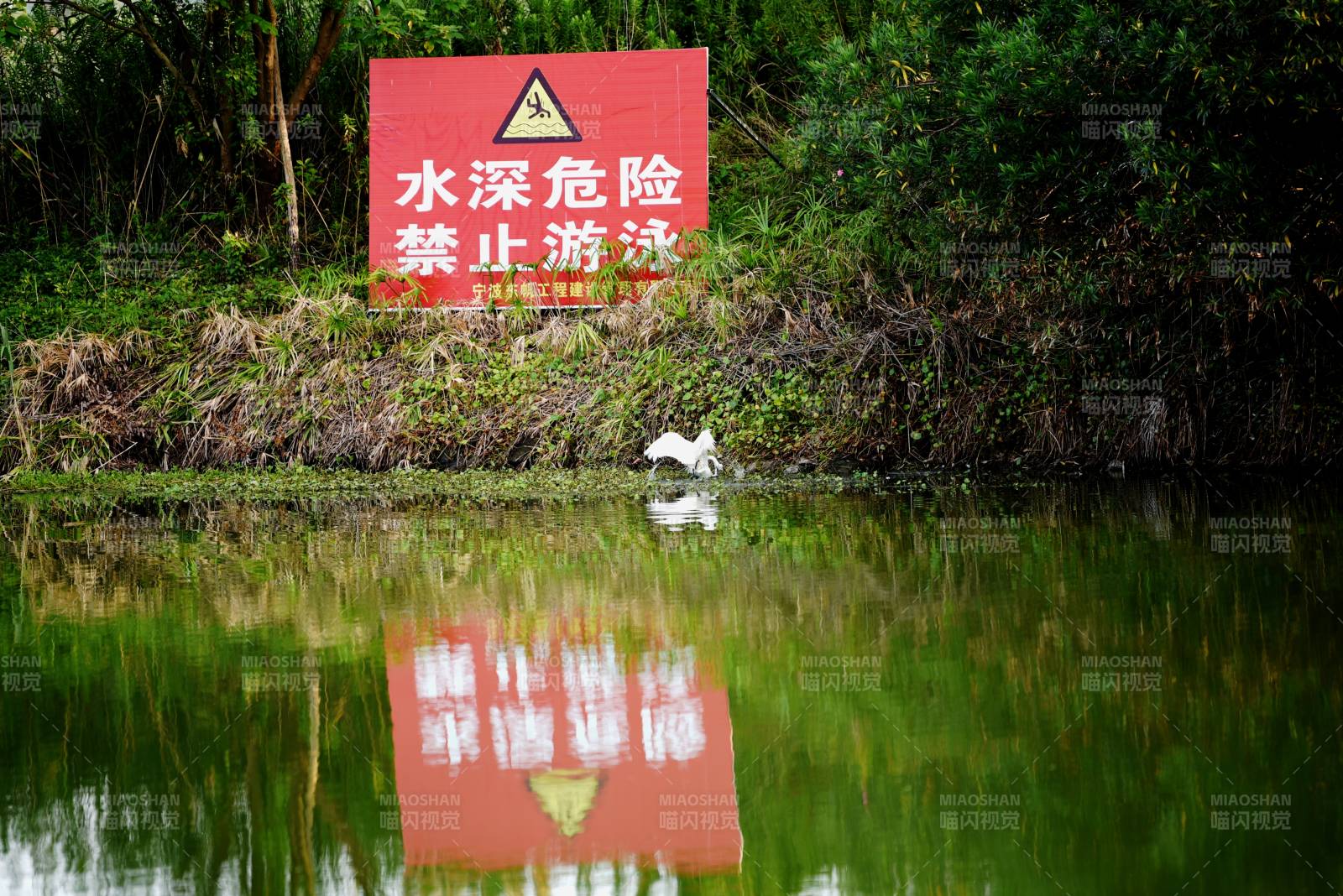 河边禁示牌下打架的水鸟图片