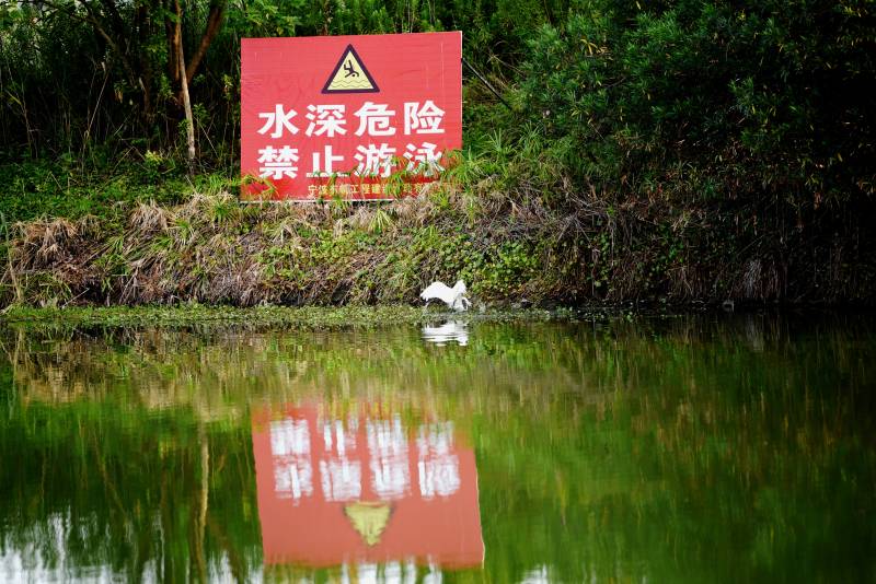 河边禁示牌下打架的水鸟图片