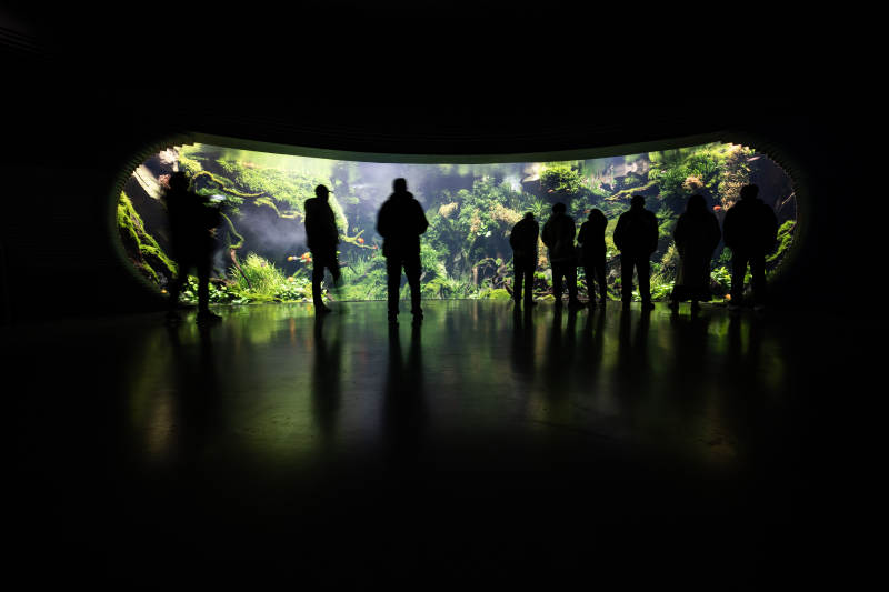 洞穴中的森林奇观图片