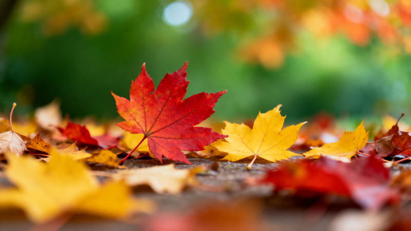 秋日落叶色彩斑斓图片