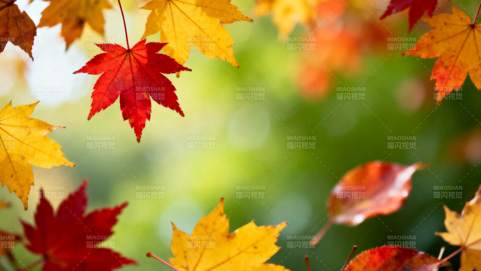 秋日枫叶多彩背景图片