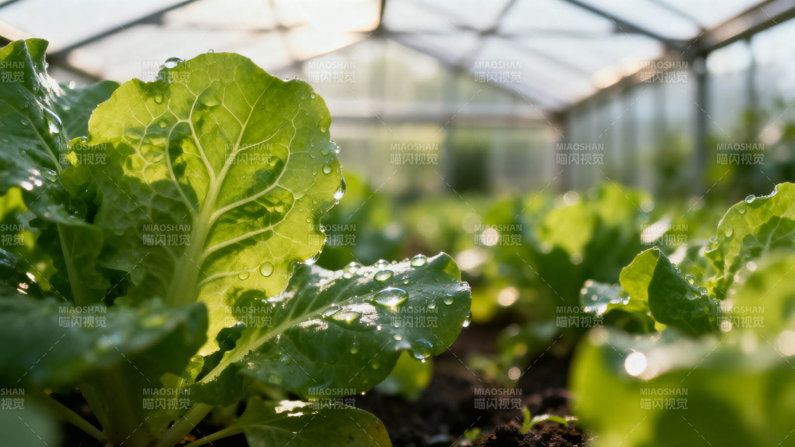 温室内的新鲜生菜图片
