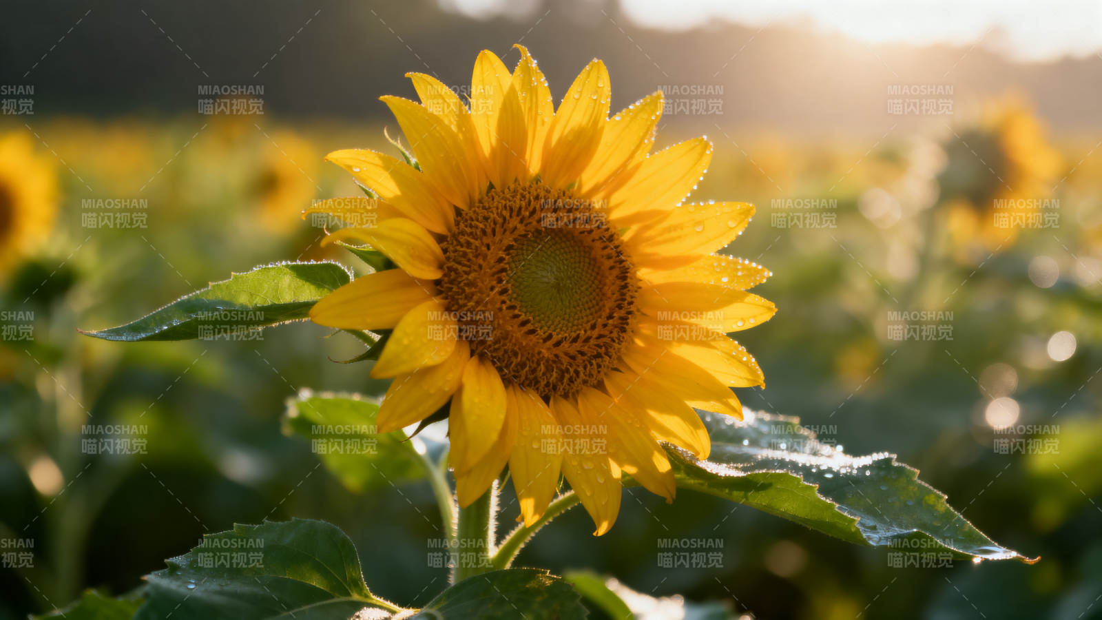清晨向日葵花田图片